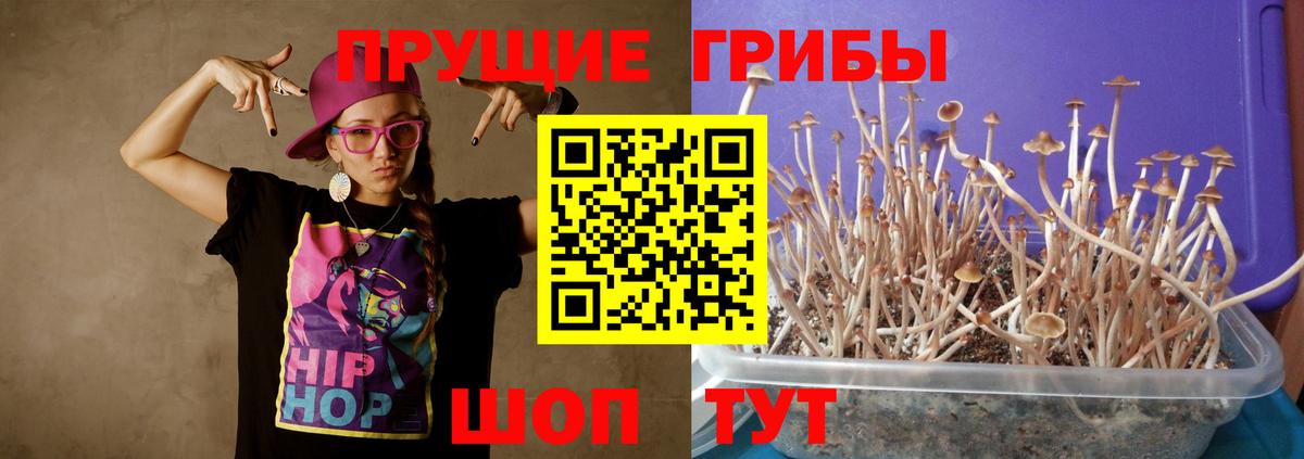 Псилоцибиновые грибы Psilocybe Новороссийск